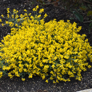 Bangle&reg; Dyers Greenwood in bloom