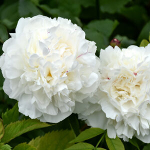 Duchesse de Nemours Peony flowers