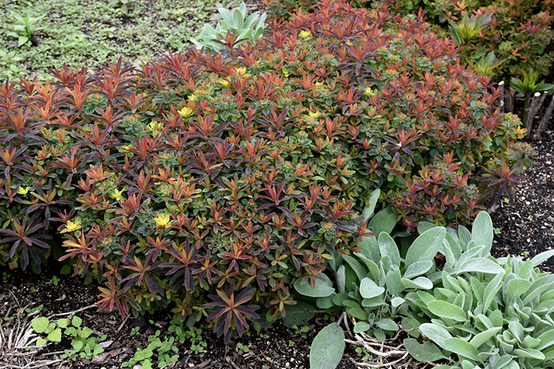 Bonfire Cushion Spurge