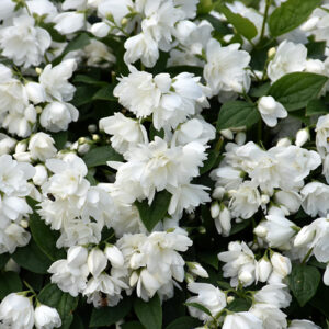 Snowbelle Mockorange flowers