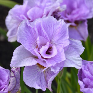 Pink Parfait Siberian Iris flowers