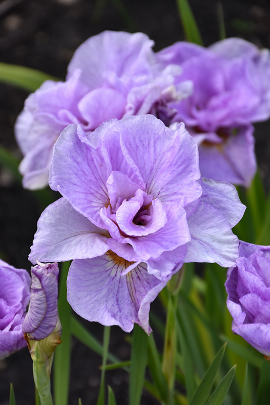 Pink Parfait Siberian Iris flowers