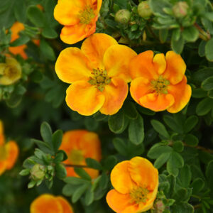 Mandarin Tango™ Potentilla flowers