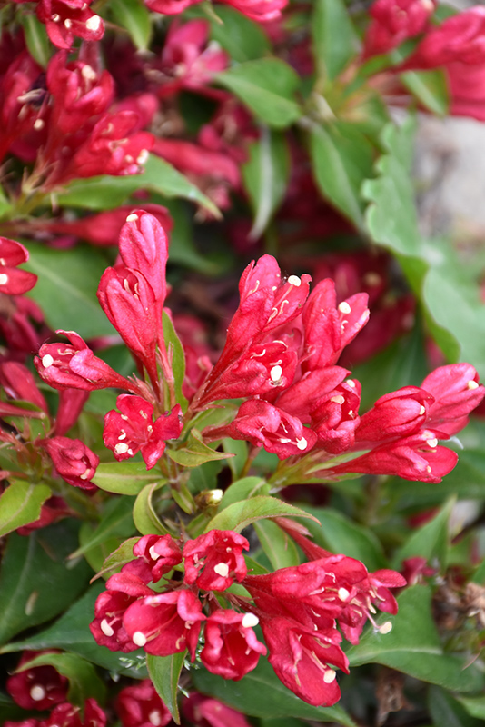 Crimson Kisses Weigela flowers