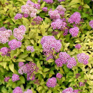Sundrop&trade; Spirea flowers