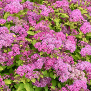 Magic Carpet Spirea flowers