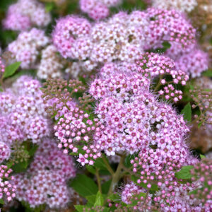 Little Princess Spirea flowers