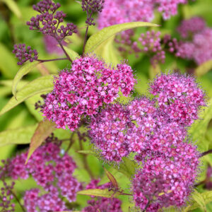 Flaming Mound Spirea flowers