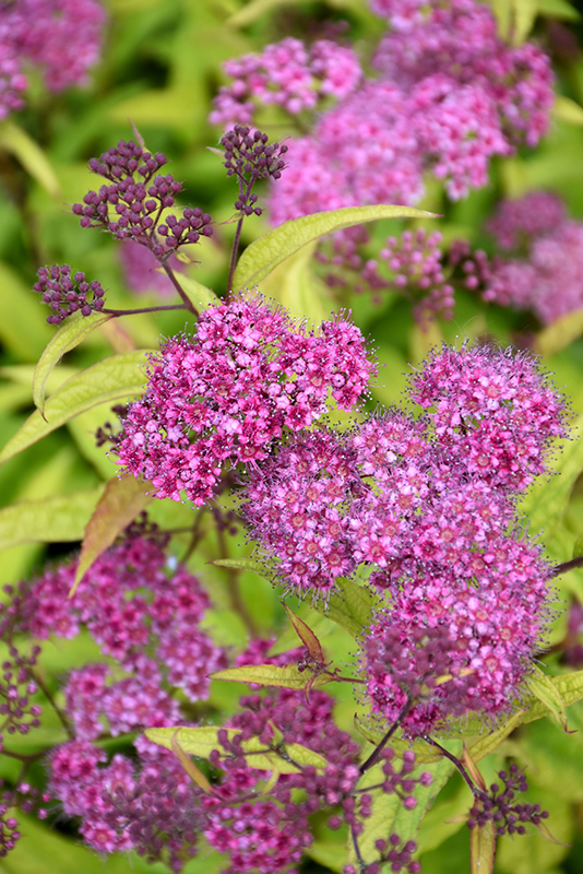 Flaming Mound Spirea flowers