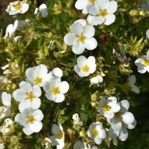 McKay's White Potentilla flowers
