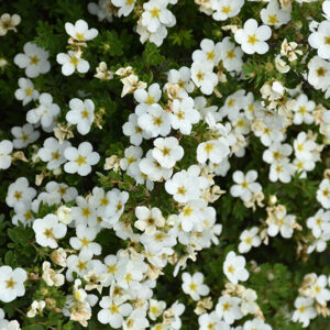 Abbotswood Potentilla flowers