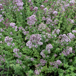 Oregano flowers