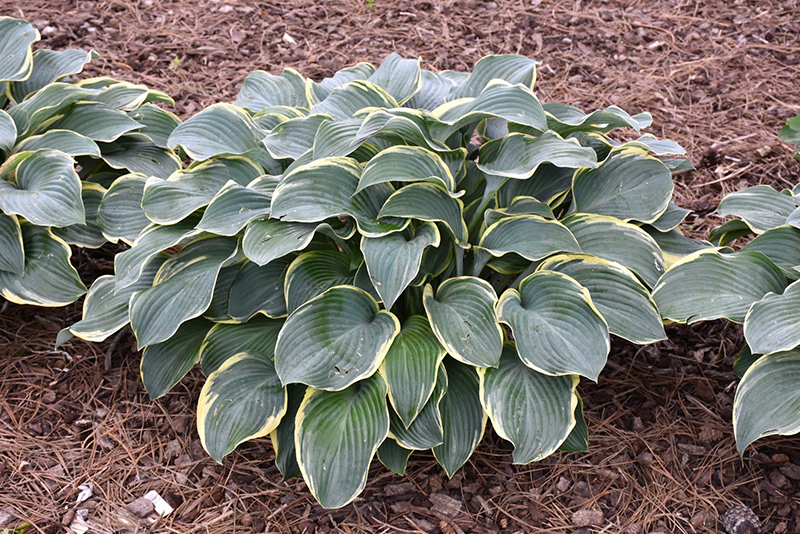 Regal Splendor Hosta