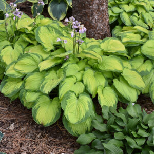 Old Glory Hosta