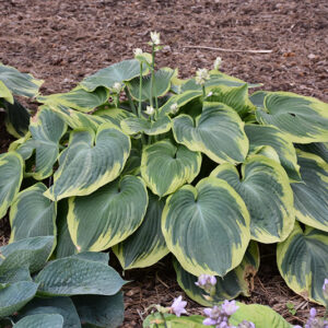 Earth Angel Hosta