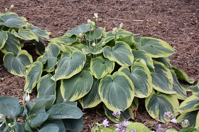 Earth Angel Hosta