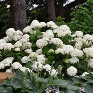 Annabelle Hydrangea in bloom