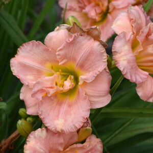Siloam Double Classic Daylily flowers