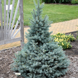 Sester Dwarf Blue Spruce