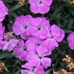 Paint The Town Fuchsia Pinks flowers