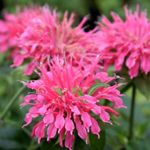 Coral Reef Beebalm flowers