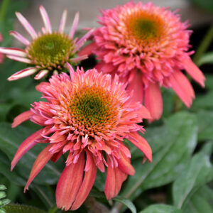 Double Scoop&trade; Cranberry Coneflower flowers