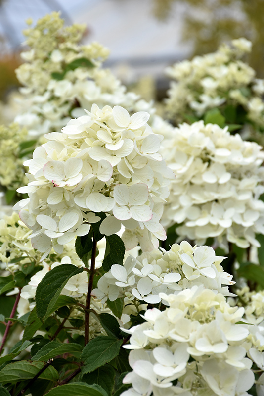 Diamond Rouge® Hydrangea flowers