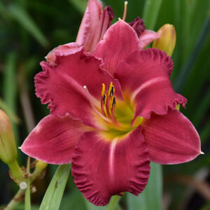Earlybird Cardinal&trade; Daylily flowers