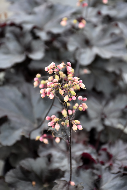Black Pearl Coral Bells flowers