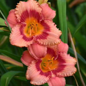 Strawberry Candy Daylily flowers