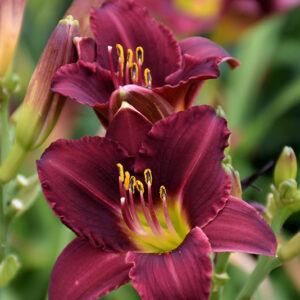 Ruby Stella Daylily flowers