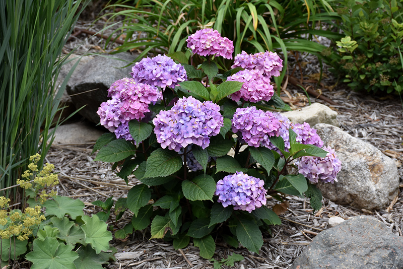 Bloomstruck® Hydrangea in bloom