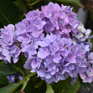 Cityline&reg; Rio Hydrangea flowers
