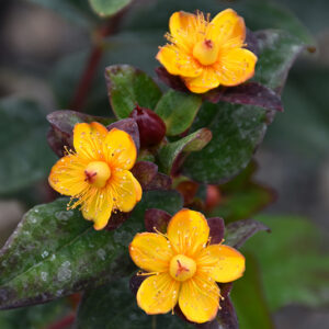 Magical&reg; Universe St. John's Wort flowers