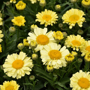 Realflor® Real Sunbeam Shasta Daisy flowers