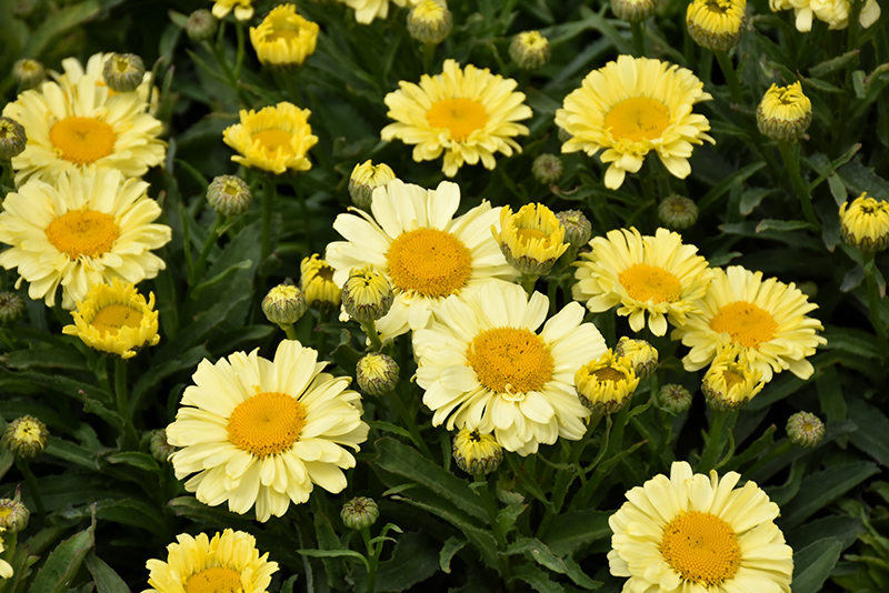 Realflor® Real Sunbeam Shasta Daisy flowers