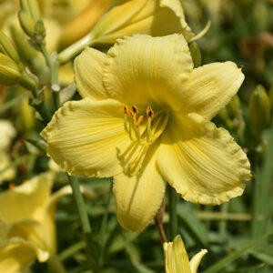 Stella Supreme Daylily flowers
