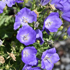 Blue Uniform Bellflower flowers