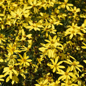Mayo Clinic Flower Of Hope Tickseed flowers