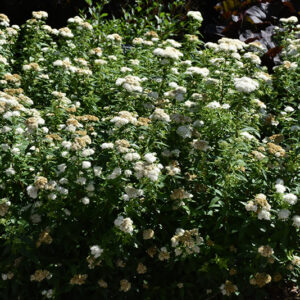 Empire&reg; Yeti&trade; Spirea in bloom