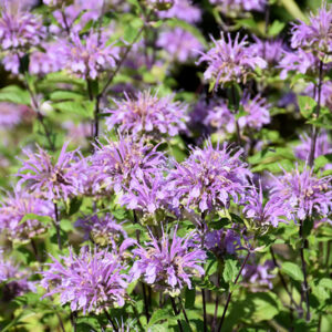 Blue Stocking Beebalm flowers