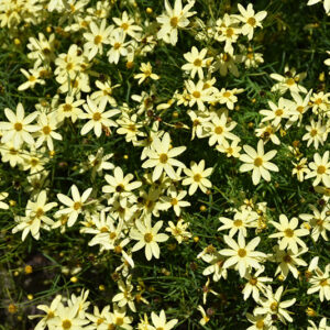 Moonbeam Tickseed flowers