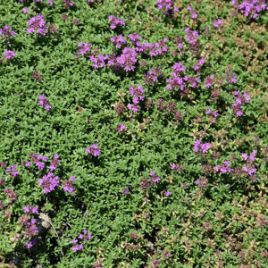 Creeping Thyme in bloom