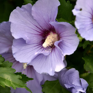 Blue Satin&reg; Rose of Sharon flowers