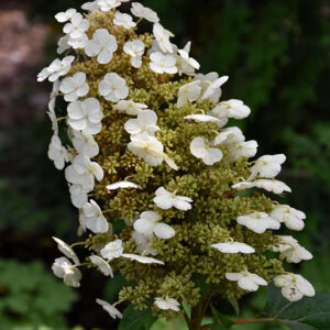 Sikes Dwarf Hydrangea flowers