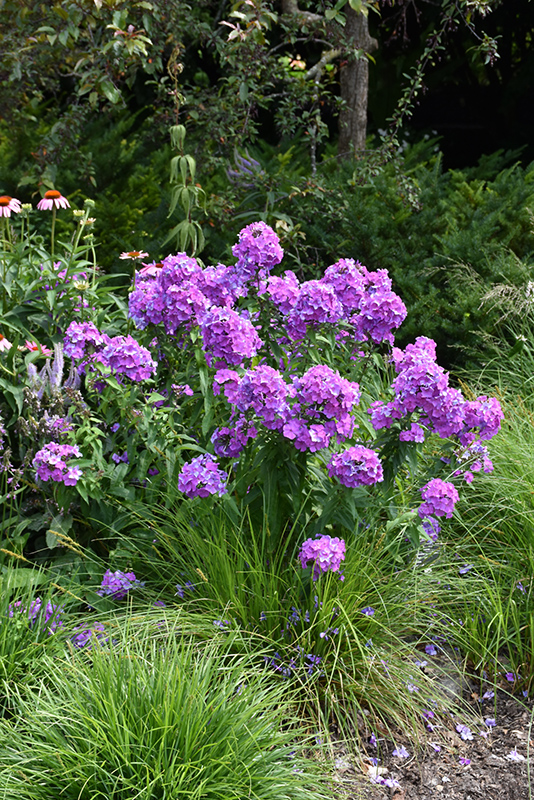 Blue Paradise Garden Phlox in bloom