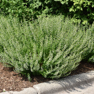 Calamint in bloom