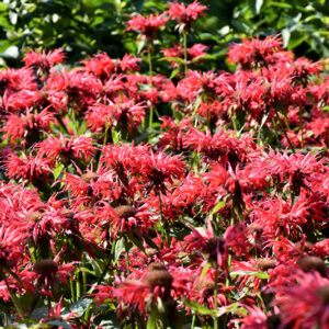 Gardenview Scarlet Beebalm flowers