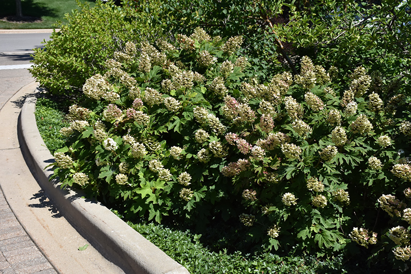 Snow Queen Hydrangea in bloom
