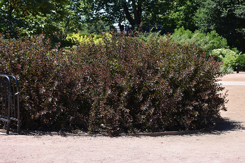Summer Wine® Black Ninebark